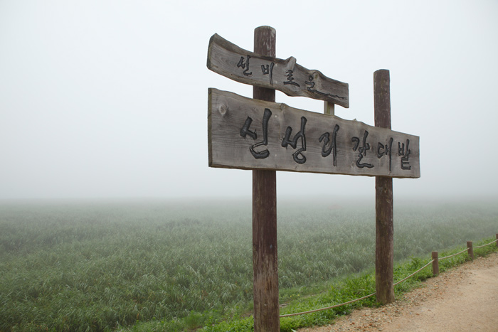 신성리 갈대밭 표지판