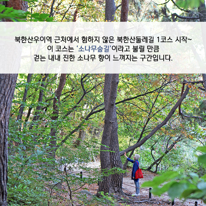 북한산우이역 근처에서 험하지 않은 북한산둘레길 1코스 시작~ 이 코스는 '소나무숲길'이라고 불릴 만큼 걷는 내내 진한 소나무 향이 느껴지는 구간입니다.