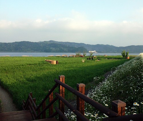 신성리 갈대밭 신성리 갈대밭