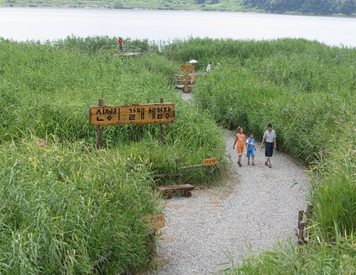 신성리 갈대밭 신성리 갈대밭