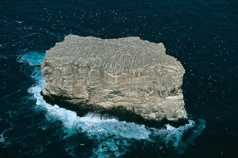 Gannet colony, Eldey island, Iceland