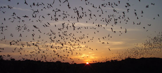 파일:Tadarida brasiliensis outflight Hristov Carlsbad Caverns.jpg