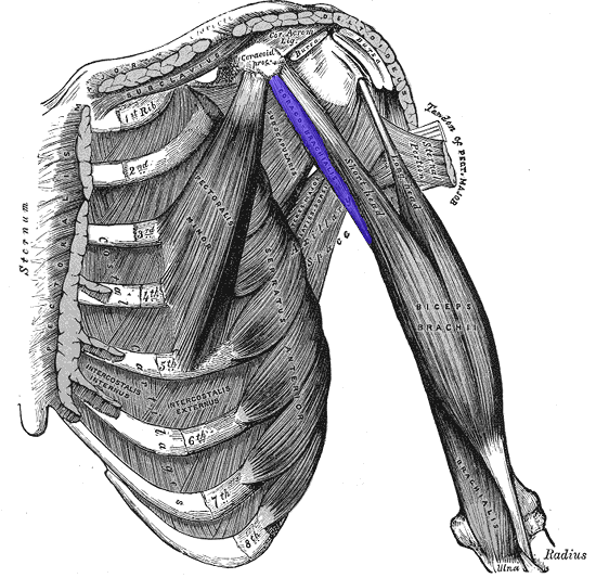 File:Coracobrachialis.png