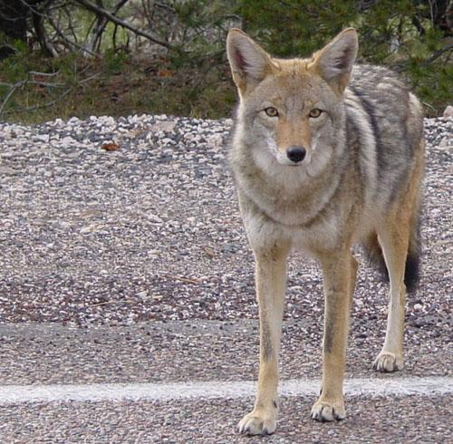 File:Coyote arizona.jpg