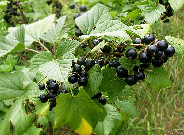 File:Schwarzejohannisbeere.jpg