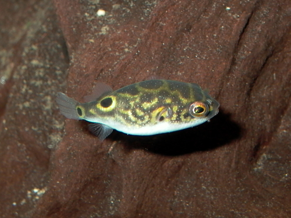 File:Dwarf-Pufferfish.jpeg - Wikimedia Commons Image Detail