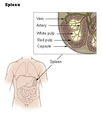 파일:Illu spleen.jpg