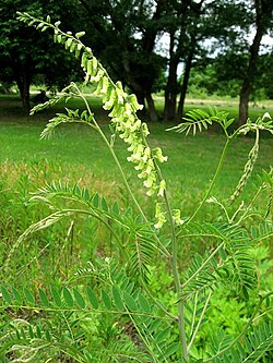 Sophora flavescens.jpg