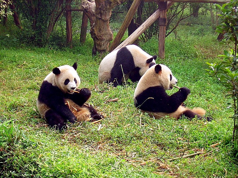 Image:Chengdu-pandas-d10.jpg