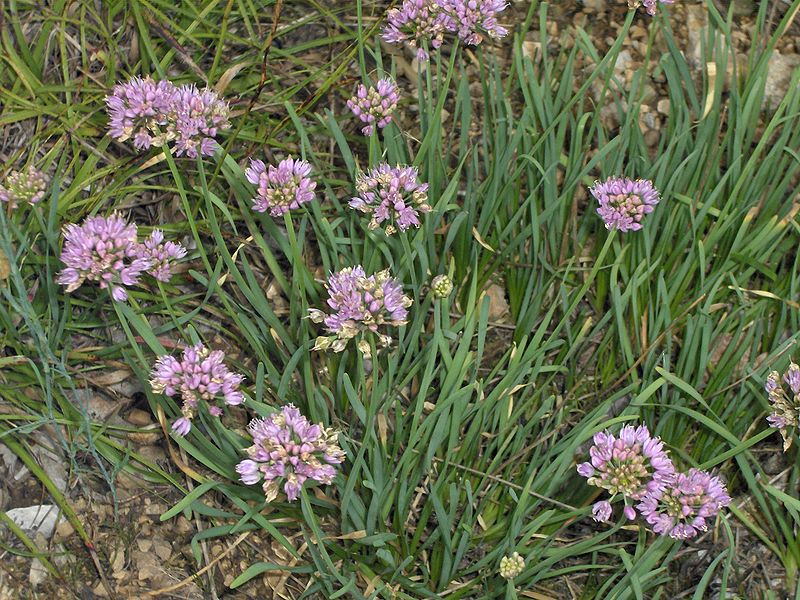 파일:Allium montanum.JPG