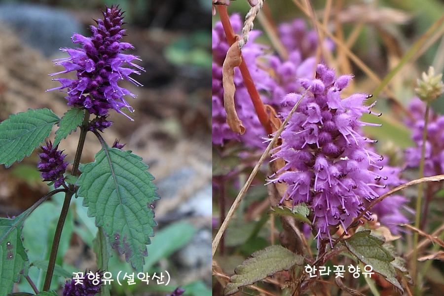 꽃향유 이미지