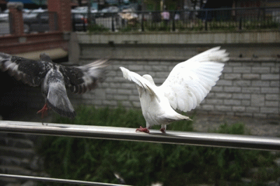 1.gif