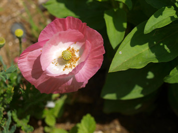 P5310046.jpg