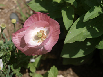 P5310047.jpg