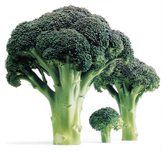 프랙탈 - 브로콜리