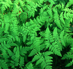 프랙탈 - 고사리