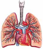 프랙탈 - 기관지 구조