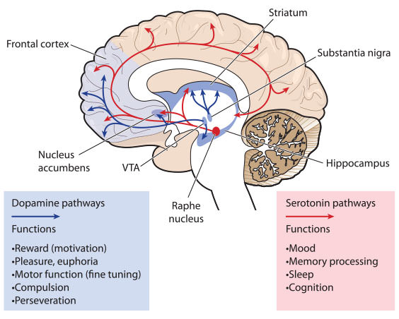 serotonin-pathways