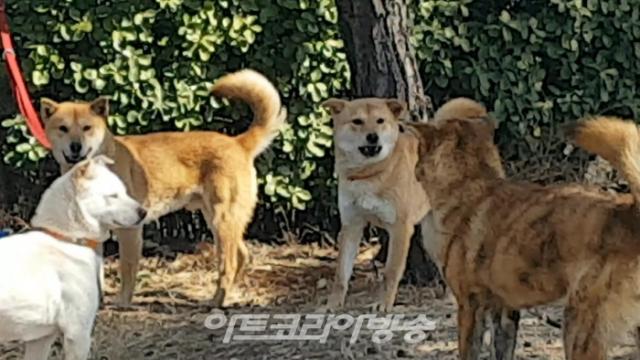 천연기념물 제53호 한국진도견협회 이철용 회장 인터뷰