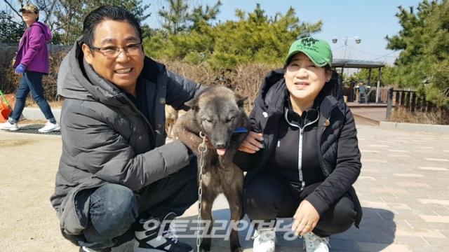 천연기념물 제53호 한국진도견협회 이철용 회장 인터뷰