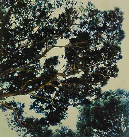 Tree (I)
