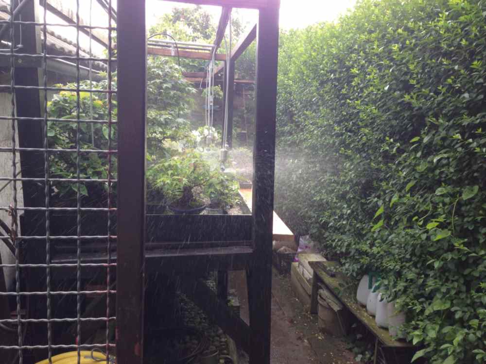 sprinkler on bonsai