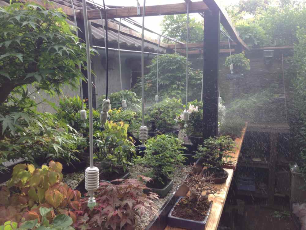 bonsai watered with watering computer