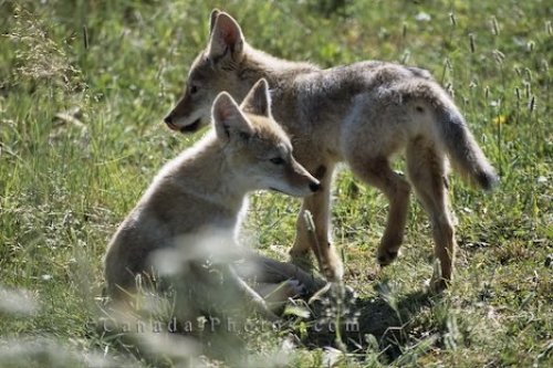 Picture of Cute Coyote Pups Photo: Cute Coyote Pups