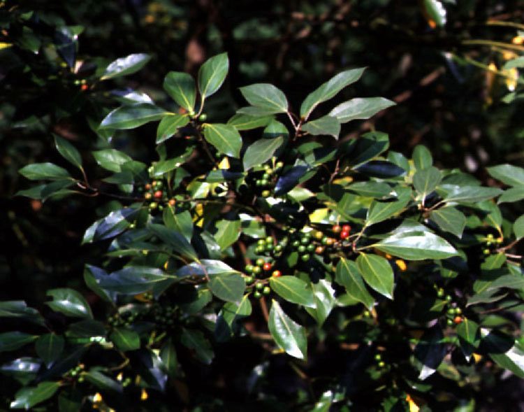 천연기념물 112호-영광 불갑사 참식나무 자생 북한지