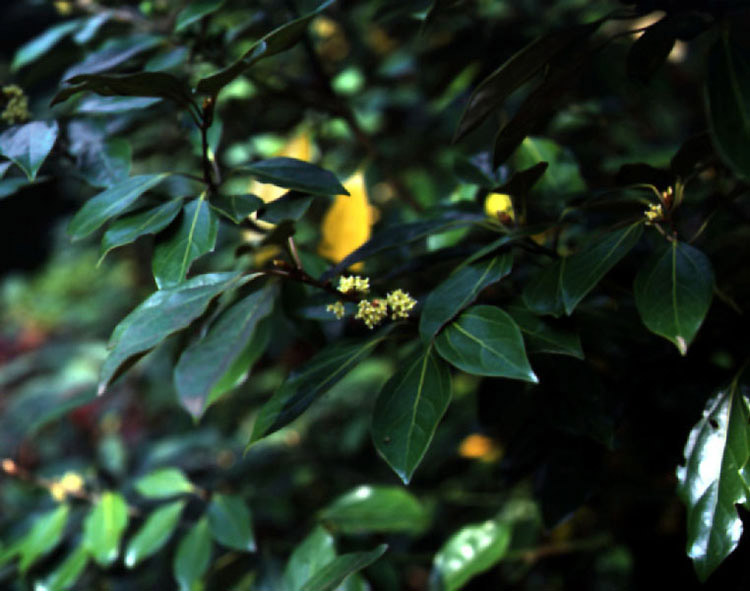 천연기념물112호 (영광 불갑사 참식나무 자생북한지) 사적112호(이충무공 묘)