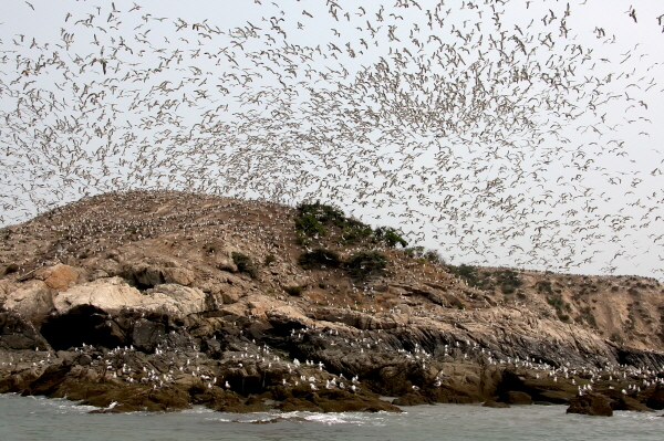 영광 칠산도에서 번식한 저어새의 이동 경로 확인