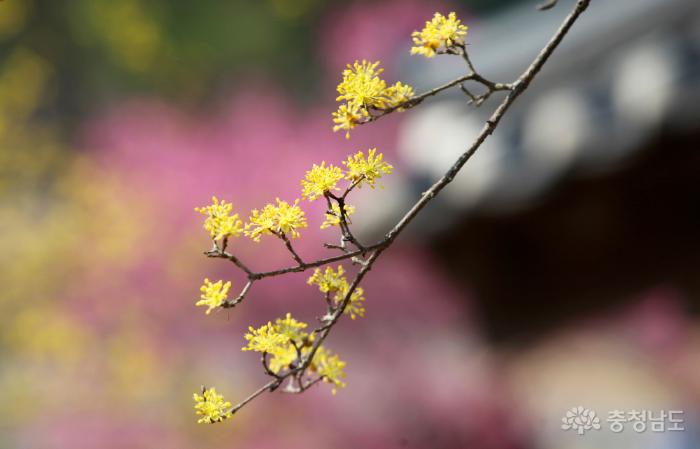 홍매화를 배경으로 한 산수유꽃