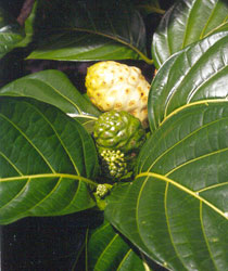 noni fruit