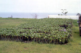 noni nursery