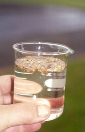 floating noni seeds