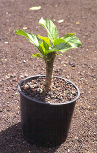 stem cutting
