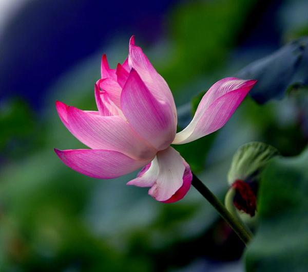 Lotus Wisdom - 45 Beautiful Louts Flowers  <3 <3