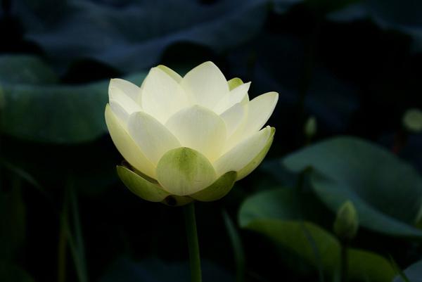 White Lotus - 45 Beautiful Louts Flowers  <3 <3