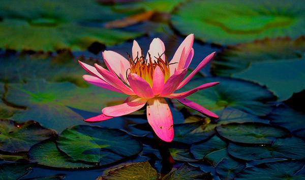 A wilting solitary lotus - 45 Beautiful Louts Flowers  <3 <3