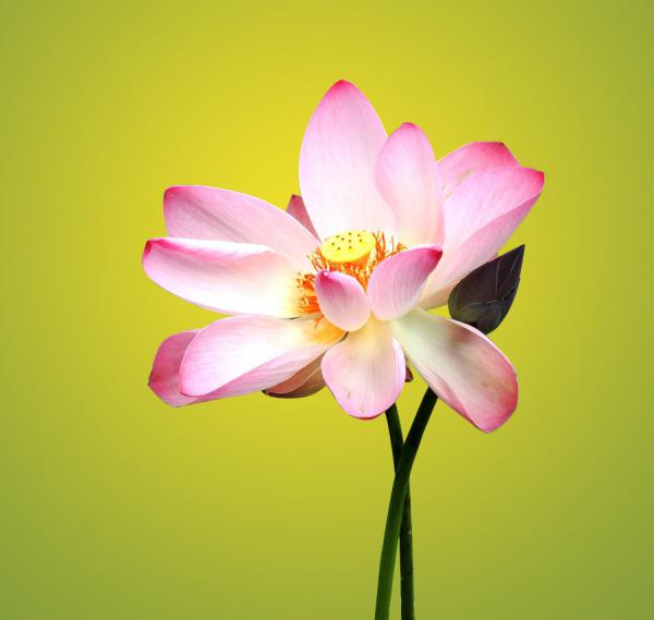 Beautiful Pink - 45 Beautiful Louts Flowers  <3 <3