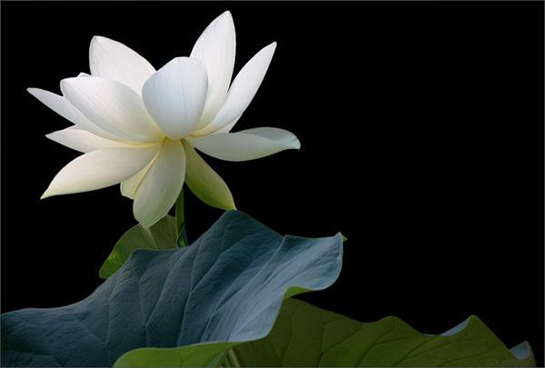 White Lotus Flower on Black  - 45 Beautiful Louts Flowers  <3 <3