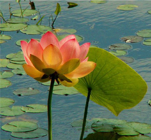 Lotus with Leaf - 45 Beautiful Louts Flowers  <3 <3