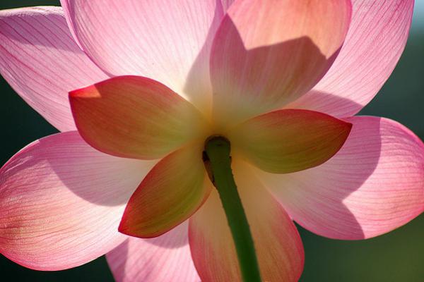 Backlit Lotus - 45 Beautiful Louts Flowers  <3 <3