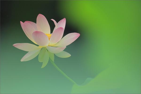 Lotus Flower - 45 Beautiful Louts Flowers  <3 <3