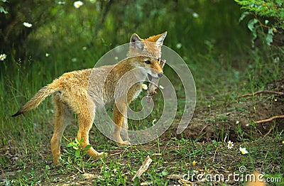 Coyote Pup With Stick Coyote Pup With Stick
