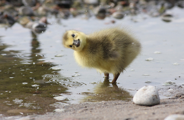 animals, duck