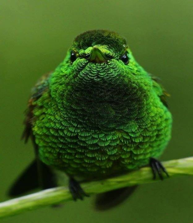animals, green bird