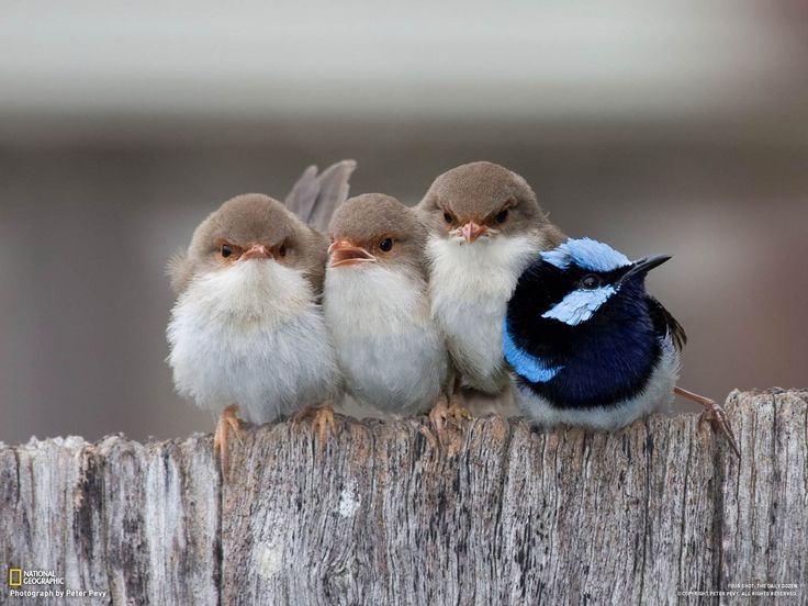 birds (2)