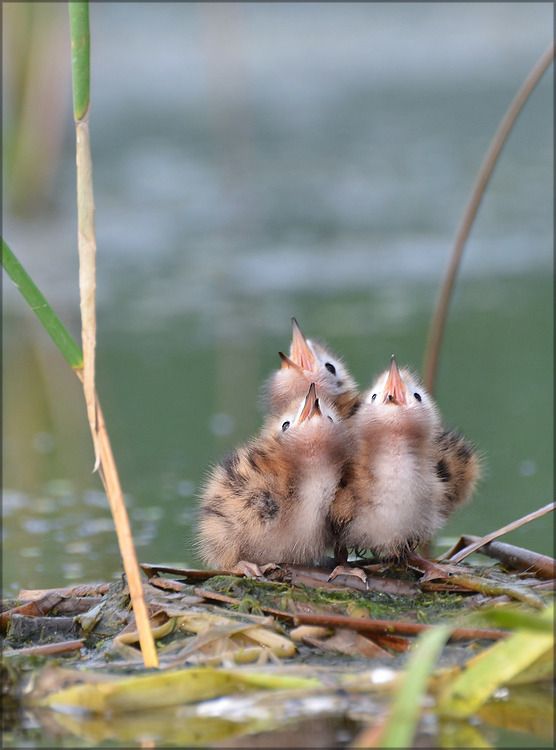 animals, baby birds