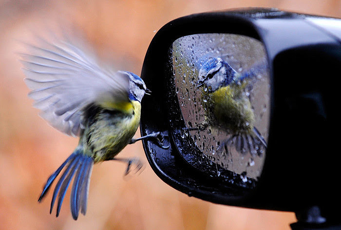 animals, bird